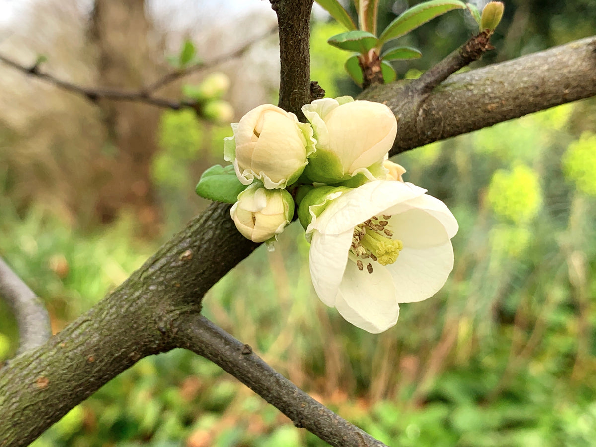 Spring is on its way