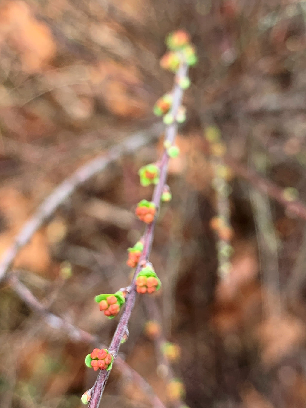 Barberry Wishbone Pendant Long Necklace