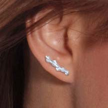 Conifer Leaf Ear Crawlers